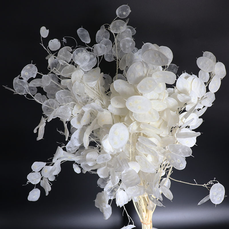 Konservierte Lunaria-Blumen fü – Eucalyptus Preserved Bewertung und Preis