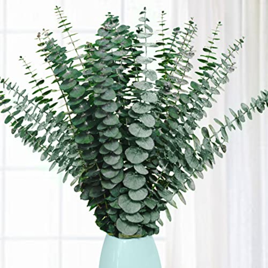 20 Stück Konservierte Getrockn – Eucalyptus Preserved Bewertung und Preis