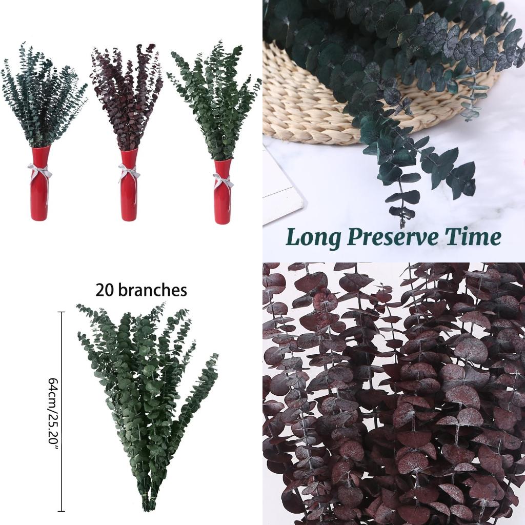 20 Stück konserviert für frisc – Eucalyptus Preserved Bewertung und Preis
